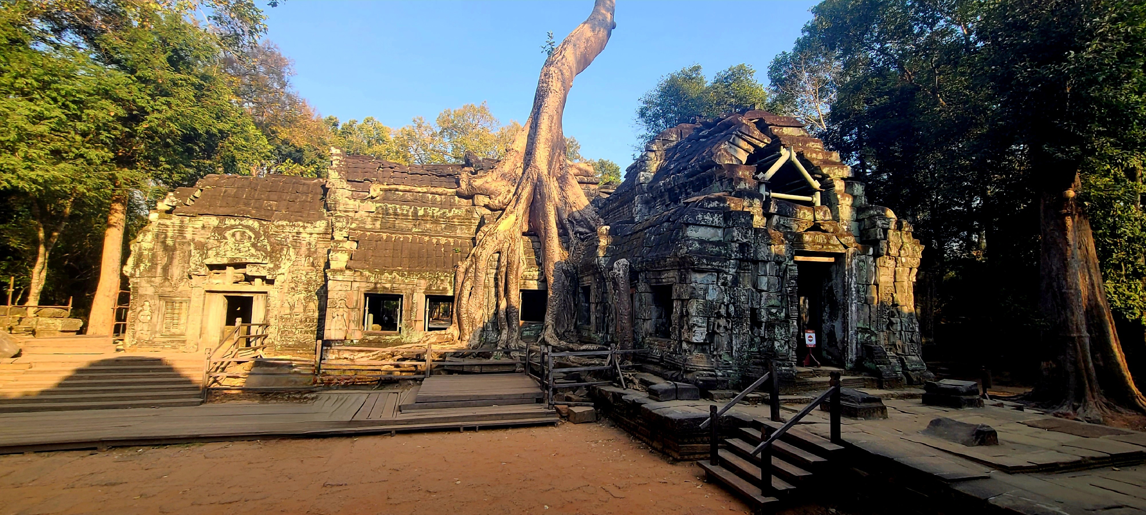 Ta Prohm et ses arbres à Angkor