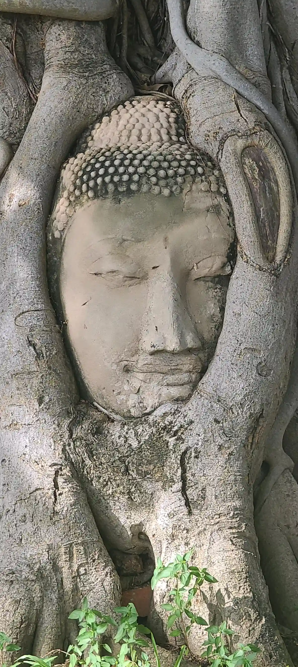 Wat Mahathat tête Buddha racines