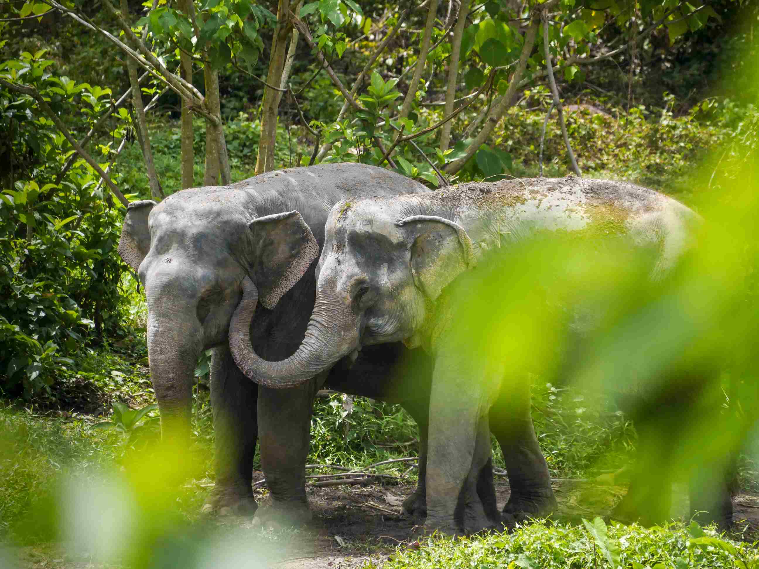 Phuket Elephant Sanctuary - éléphants en liberté dans la jungle