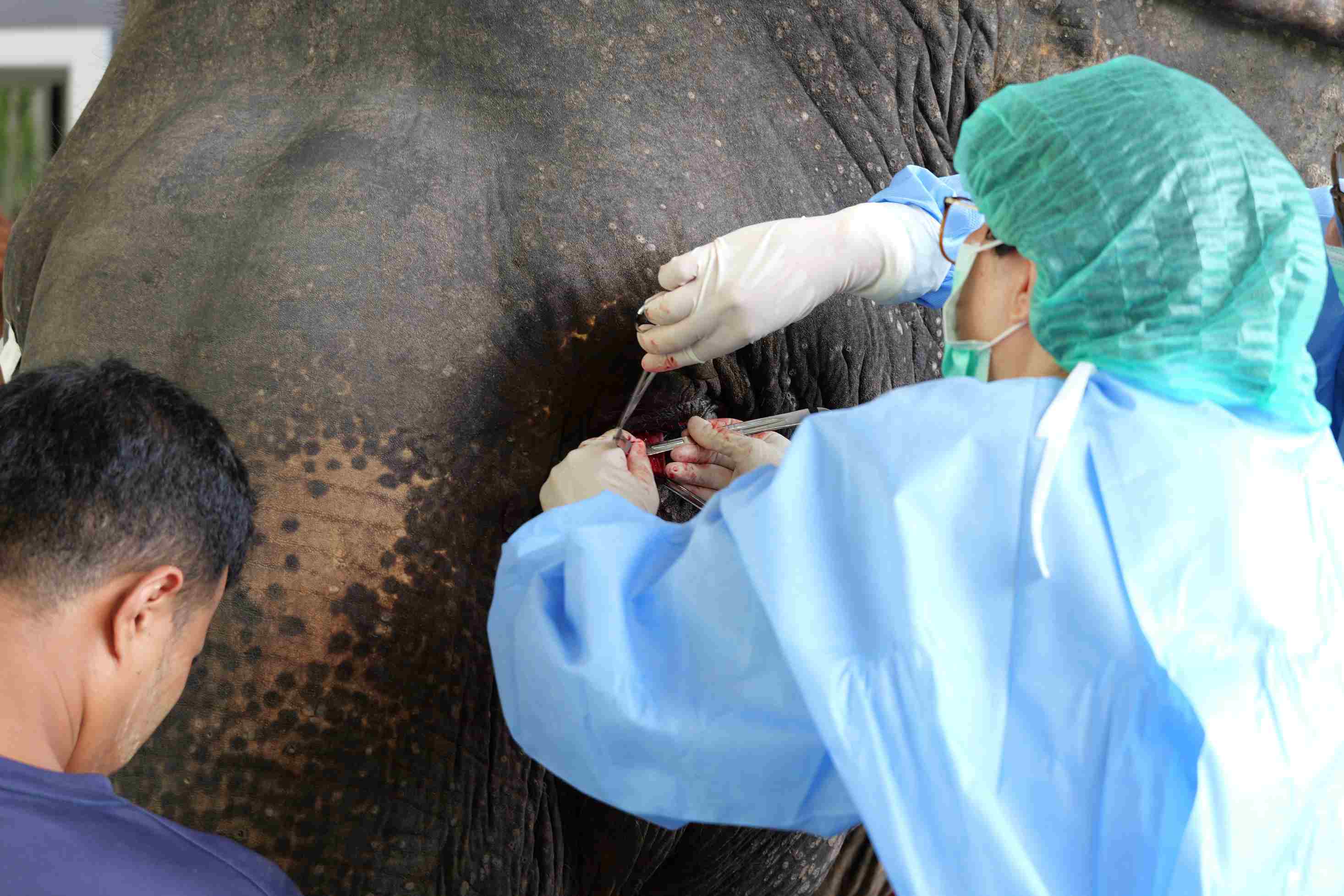 Hôpital éléphants
