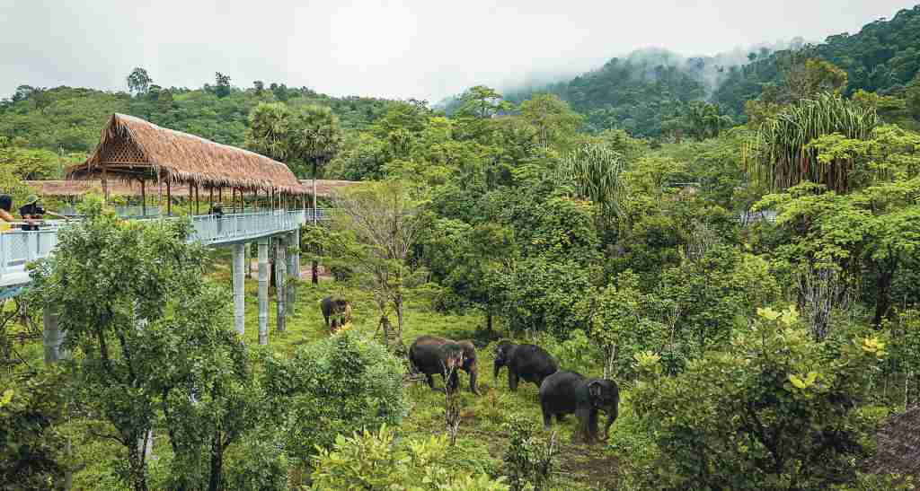 Canopy Walkway Phuket Elephant Sanctuary